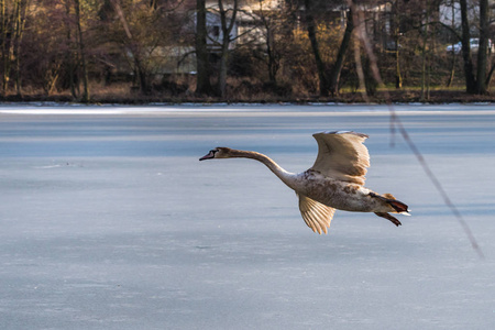 一只年轻的灰哑天鹅在冰冻的湖面上飞来飞去