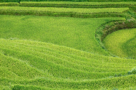 在沙巴，越南的稻田
