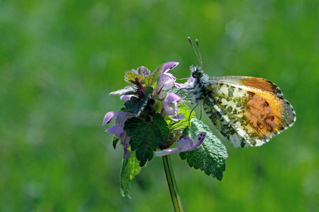 橙色尖头蝴蝶。蝴蝶在阳光明媚的草地上。春天的蝴蝶。明亮透明的翅膀。复制空格