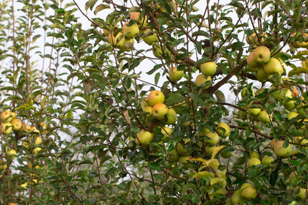 苹果树枝特写熟苹果