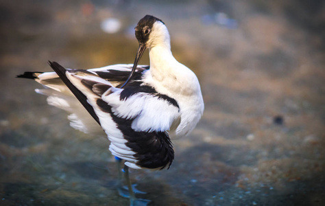 avocet 在池塘中嬉戏的意象