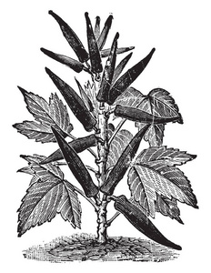 白色艺术植物：种子的黑色线条与葡萄收获期的阴文绘图