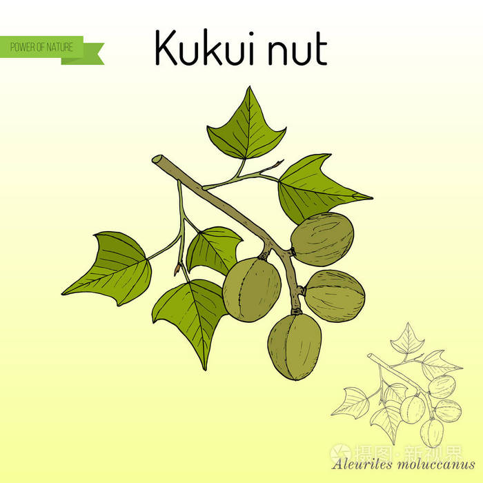 Kukui 坚果油桐 moluccanus, 药用植物