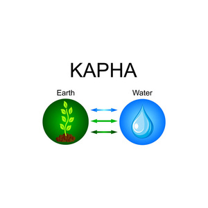 Kapha dosha印度草药人体体质。地球和水元素的组合。矢量插图