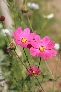 波斯菊花海图片