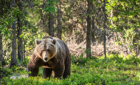 夏天森林里的棕熊。自然栖息地。科学名称 尤尔苏斯棕熊。绿色自然背景