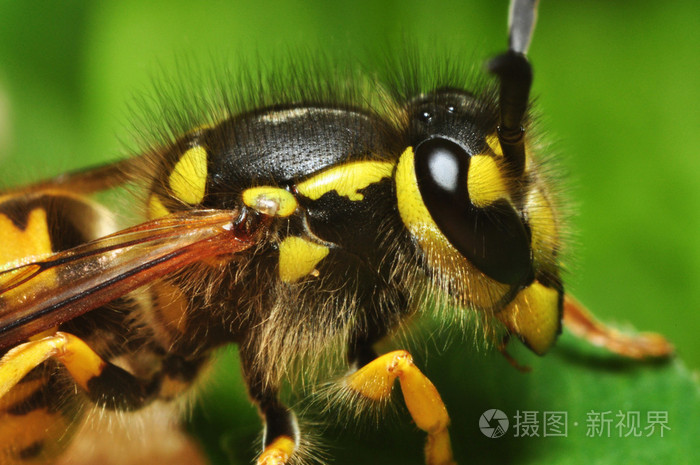 黄蜂
