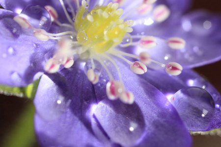 盛开的丁香花与水滴。抽象背景。宏照片