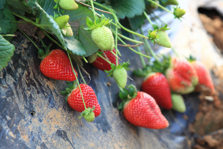 生长在外地藤上采摘成熟的草莓