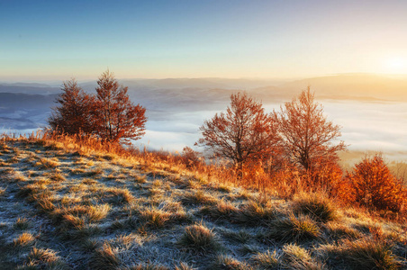 戏剧性的场面。十月。花霜霜画枝的神奇结合。阳光照射在树枝上。欧盟, 乌克兰, 欧洲