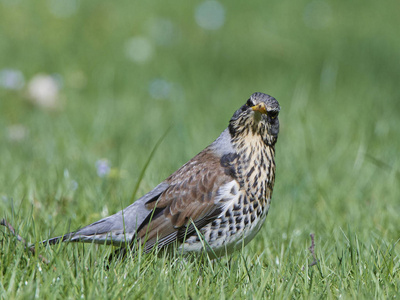 外勤Turdus Pilaris