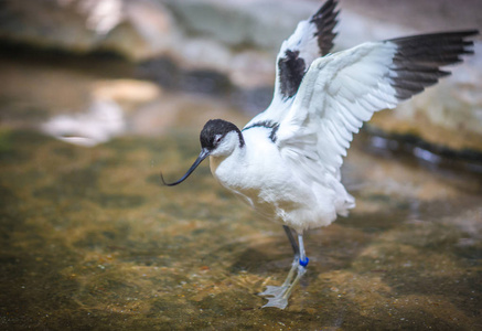 avocet 在池塘中嬉戏的意象