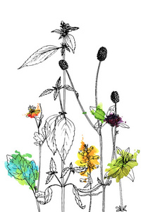 用绘图的香草和花朵背景