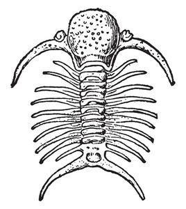 志留系deiphon 是志留系 phacopid 三叶虫家族 cheiruridae 在西欧和