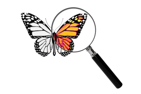 放大镜昆虫图片