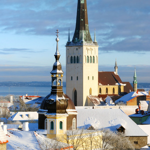 塔林市。爱沙尼亚。在冬季雪上的树木