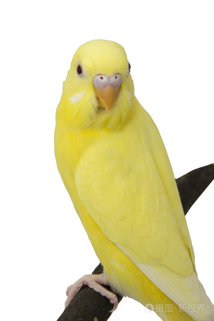 黄头脸鹦鹉图片