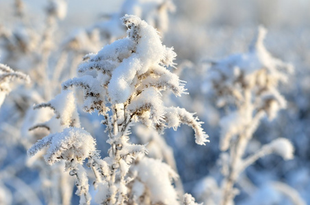 白霜对植物的冬季图片