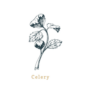 矢量芹菜素描.画的香料药草.植物例证有机, 生态学植物.