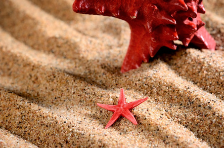 在沙滩上的两个海星星