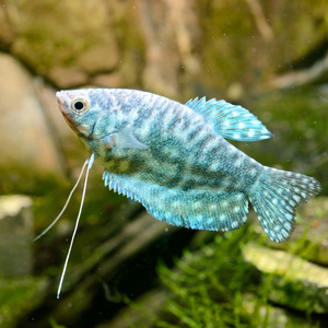 在水族馆热带鱼鱼