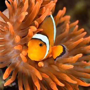 小丑鱼在海洋水族馆