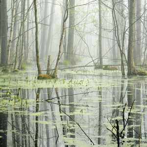 沼泽在雾中的日出