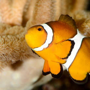 小丑鱼在海洋水族馆