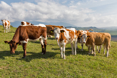 放牧在高山牧场的奶牛群图片