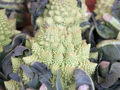 romanesco 花椰菜