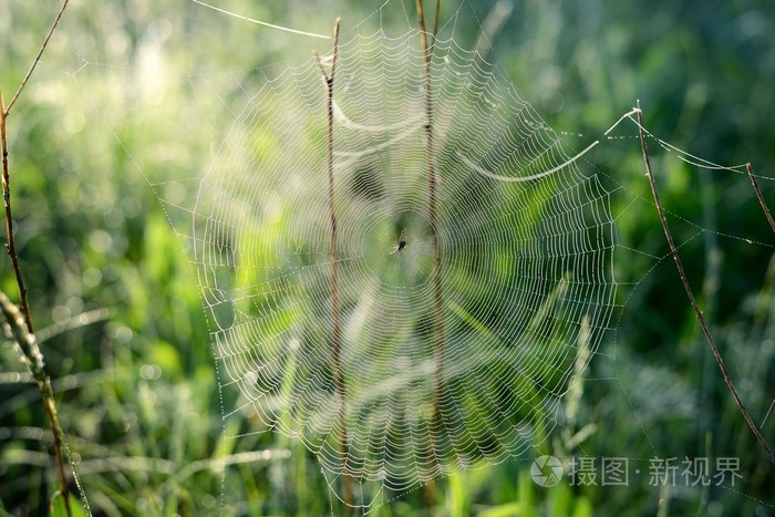 蜘蛛的 web 特写在清晨中的字段