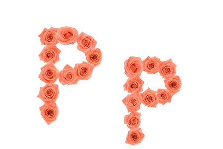 字母 P, 字母表由橙色玫瑰在白色背景下隔离