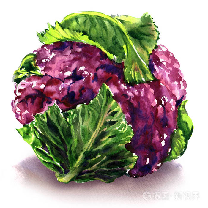新鲜的紫色花椰菜与绿叶 被隔绝的对象 水彩例证在白色照片 正版商用图片06lam8 摄图新视界