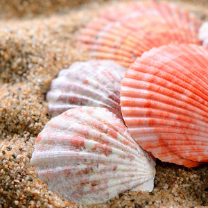海边的沙滩上的贝壳