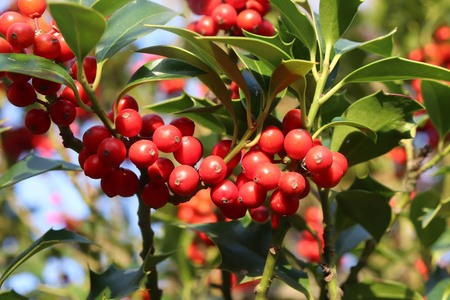欧洲圣诞节的象征。特写镜头冬青美丽的红色浆果和锋利的叶子在树上秋季天气