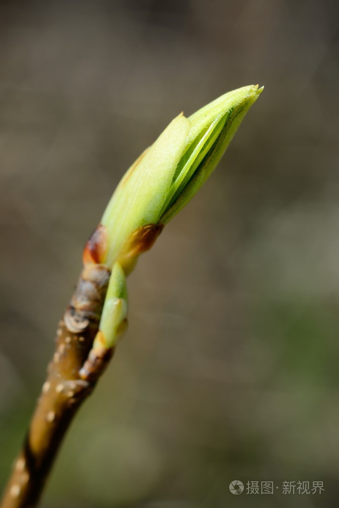 针对在春天的蓝天绿树芽特写