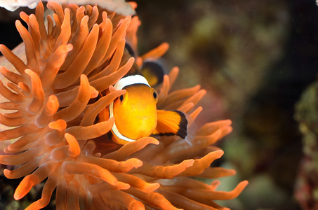 小丑鱼在海洋水族馆