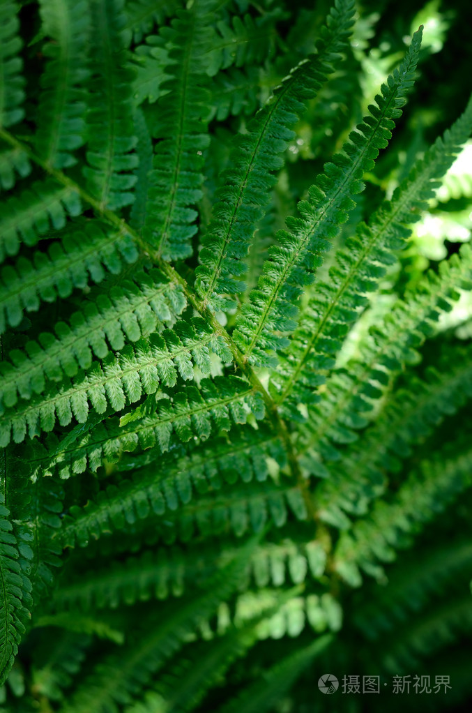 在森林里的蕨类植物特写
