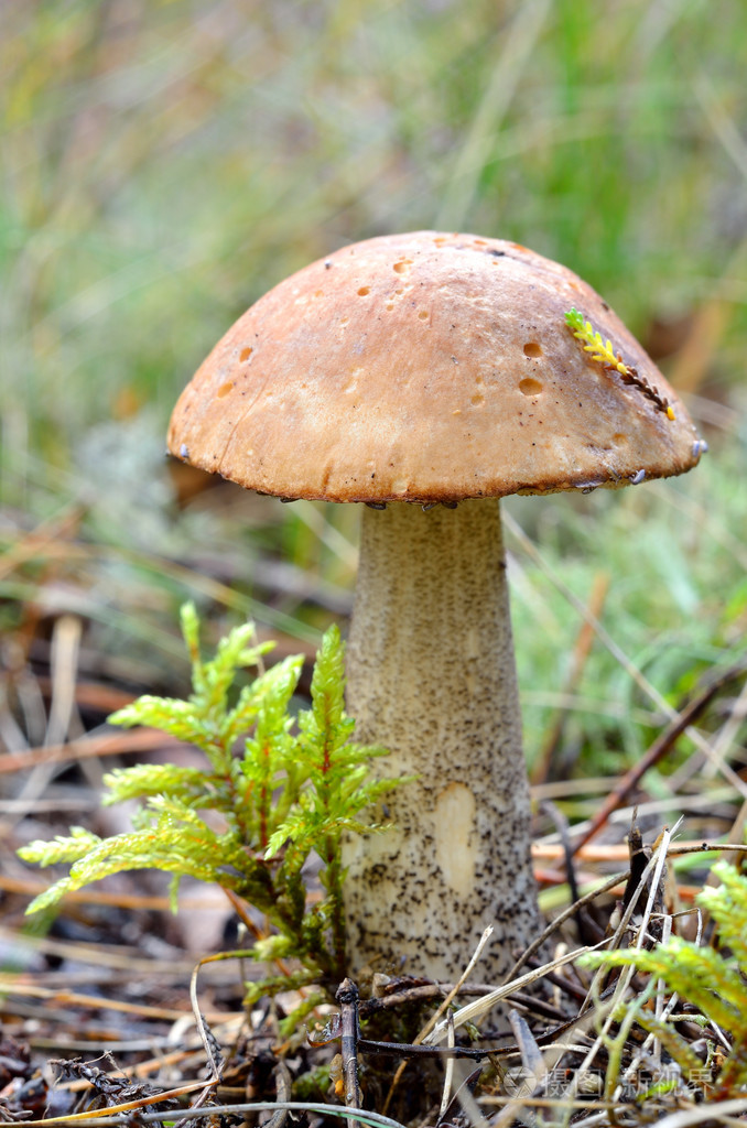 在森林里的蘑菇照片-正版商用图片06ld2h-摄图新视界