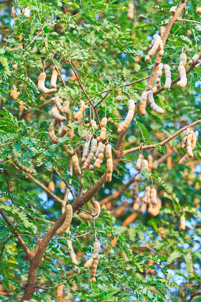罗望子树罗望子pod