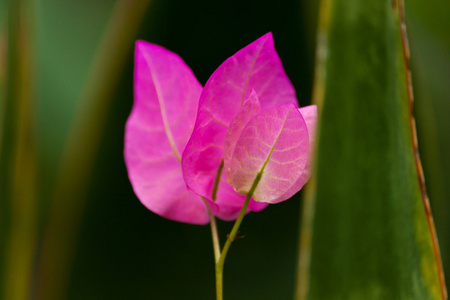 美丽的白花