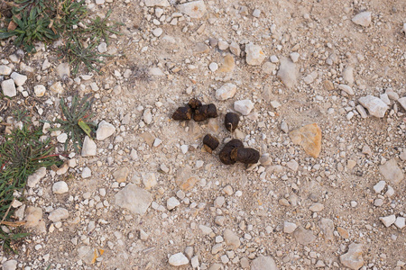 在草地上的狗的粪便堆的顶部视图.城市的清洁问题照片