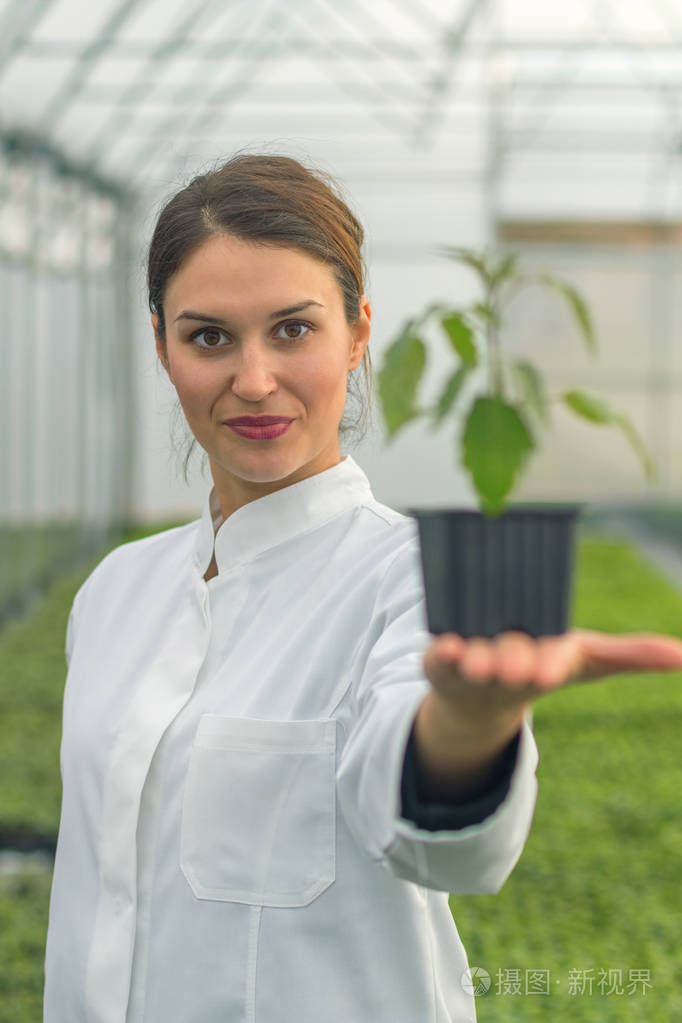 在温室托儿所的妇女举行盆栽植物 苗木温室照片 正版商用图片06lf51 摄图新视界