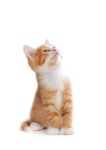 查找在白色背景上的可爱橙色小猫