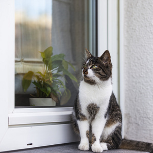 街猫野生猫房子猫窗口窗台只宠物猫咪猫食物的喵呜声 streuner 忠实