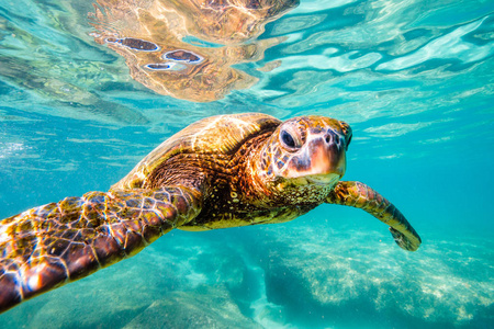 夏威夷绿海龟巡航太平洋温暖水域