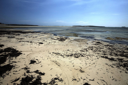 海湾 Amoronia 橙色干海藻覆盖的海岸, 马达加斯加以北