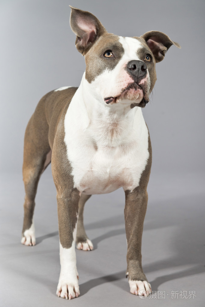 美国斗牛犬肖像.棕色与白色的斑点.工作室 s