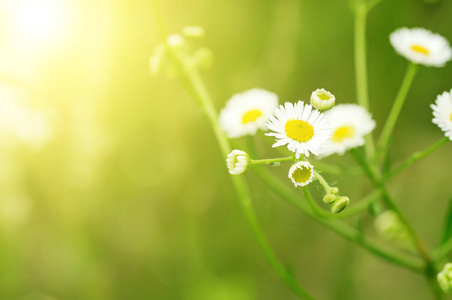 野甘菊花