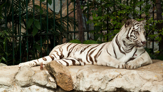 岩石上的白老虎